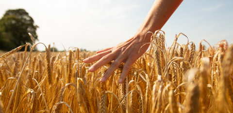 vek studio pasta paone branding